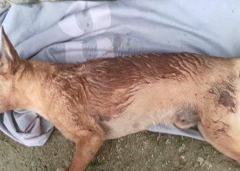 Cão é encontrado morto com suspeita de disparo de arma de pressão em Paranaguá