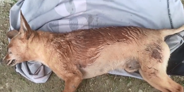 Cão é encontrado morto com suspeita de disparo de arma de pressão em Paranaguá