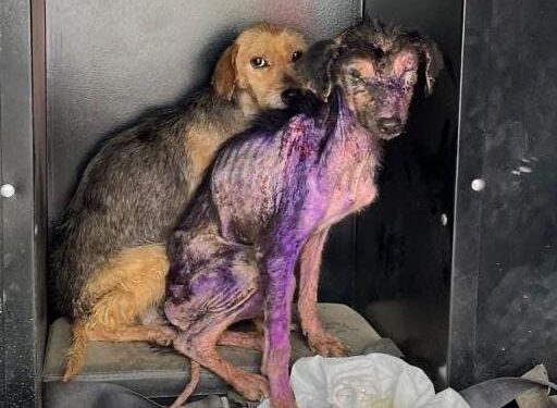 Mulher é presa em Morretes por maus-tratos após cães serem encontrados em estado crítico