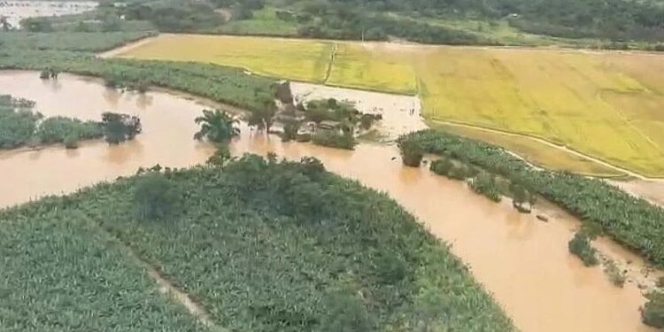Chuvas intensas causaram perdas na produção de banana em Guaratuba, maior produtora do Paraná