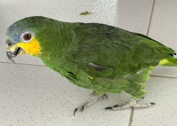 Foto: Assessoria de Comunicação da PCPR.