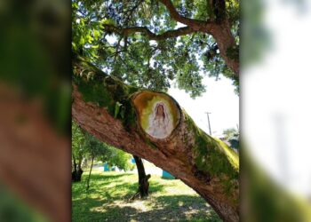 Sinal divino? Figura que lembra Nossa Senhora surge em árvore cortada na Praça da Paz, em Paranaguá