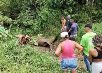 Cavalo resgatado de lamaçal volta a atolar e não resiste; animal foi sacrificado nesta quinta (27) em Paranaguá