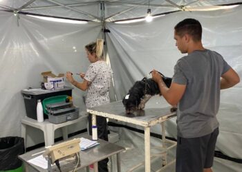 Mutirão de castração de cães e gatos será realizado em Pontal do Paraná nesta quinta (27) e sexta (28)