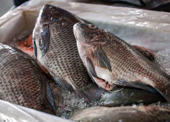 Feira de peixes de cultivo de Paranaguá acontece na próxima semana; confira os valores