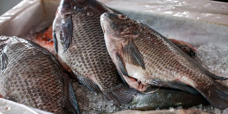 Feira de peixes de cultivo de Paranaguá acontece na próxima semana; confira os valores