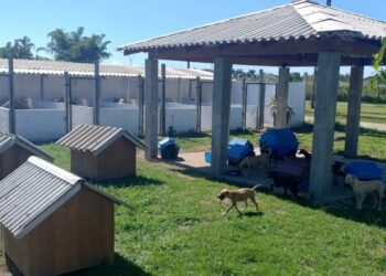 Secretaria Municipal de Serviços Urbanos assume ações da causa animal em Paranaguá