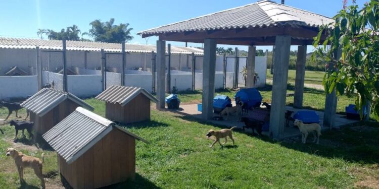 Secretaria Municipal de Serviços Urbanos assume ações da causa animal em Paranaguá