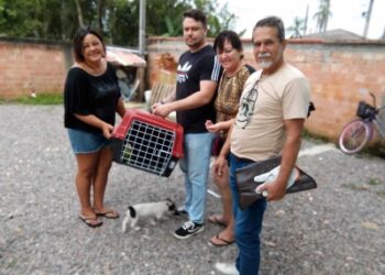 Papagaio-de-cara-roxa é resgatado em Morretes