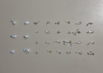 ROTAM flagra morador em situação de rua comercializando drogas em Antonina