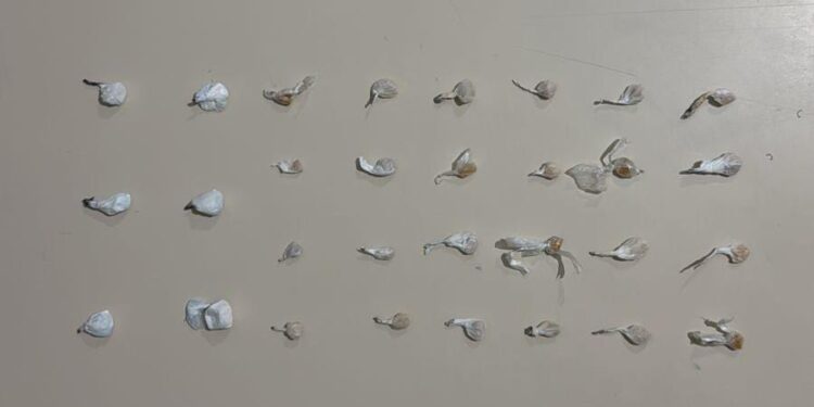 ROTAM flagra morador em situação de rua comercializando drogas em Antonina