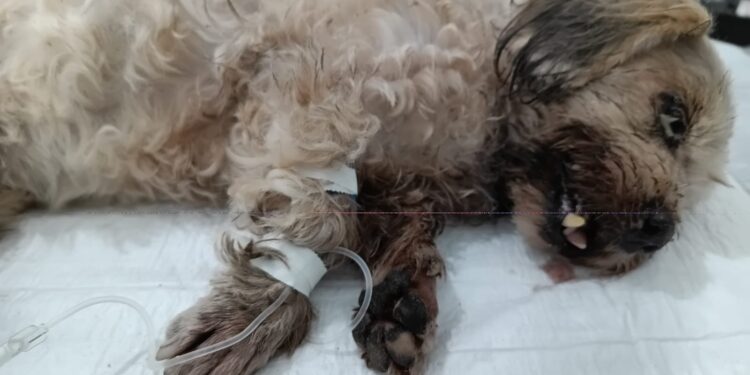 Após ser encontrado em situação de maus-tratos, cão resgatado em Matinhos precisa ser sacrificado