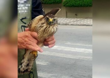 GCM de folga resgata gavião-carijó que estava em movimentado cruzamento de Paranaguá