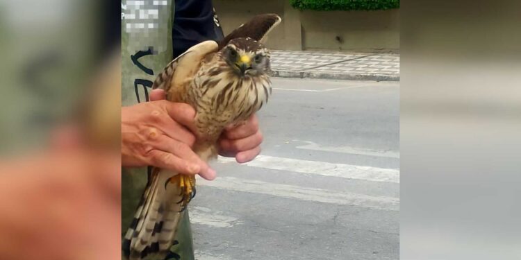 GCM de folga resgata gavião-carijó que estava em movimentado cruzamento de Paranaguá