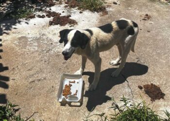 Abril Laranja: prevenção aos maus-tratos vai além da agressão