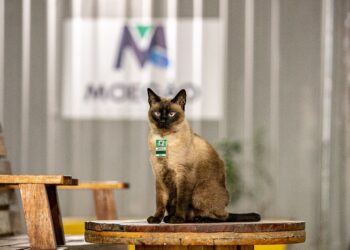 Engenheiro de sonecas: gato Marcelo Moegão vira mascote de obra gigante no Porto de Paranaguá