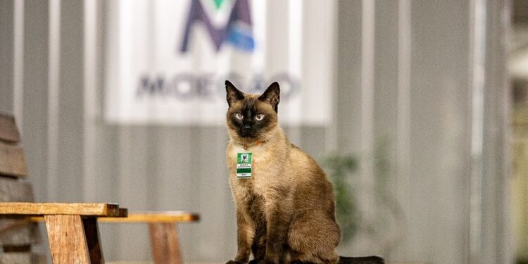Engenheiro de sonecas: gato Marcelo Moegão vira mascote de obra gigante no Porto de Paranaguá