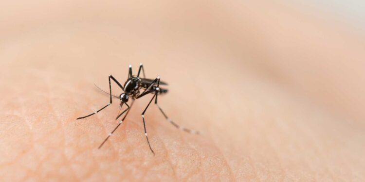 Dengue: vacina do Butantan deve estar disponível no início de 2026