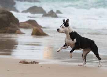 Em Matinhos, nova lei reforça uso de focinheira e guia curta para cães de grande porte, após frequentes ataques de pitbull