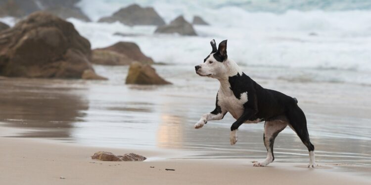 Em Matinhos, nova lei reforça uso de focinheira e guia curta para cães de grande porte, após frequentes ataques de pitbull