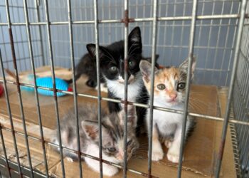 Mais de 200 animais aguardam adoção em feira promovida pela Prefeitura de Paranaguá neste sábado (7)