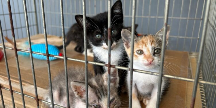 Mais de 200 animais aguardam adoção em feira promovida pela Prefeitura de Paranaguá neste sábado (7)