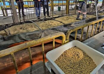 Polícia Federal prende motorista e apreende caminhão com carga de soja adulterada em Paranaguá