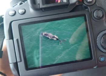 Presença de baleias no Litoral é sinal de recuperação da espécie; IAT inicia pesquisa da migração