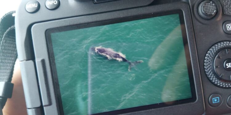 Presença de baleias no Litoral é sinal de recuperação da espécie; IAT inicia pesquisa da migração