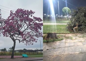 Paranaguá: corte de ipê-roxo no Aeroparque foi realizado com respaldo técnico, diz prefeitura
