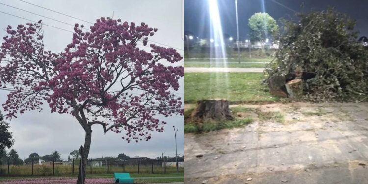 Paranaguá: corte de ipê-roxo no Aeroparque foi realizado com respaldo técnico, diz prefeitura
