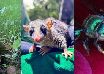 Programa de fauna da Ponte de Guaratuba já monitorou 18 mil animais, incluindo espécies raras