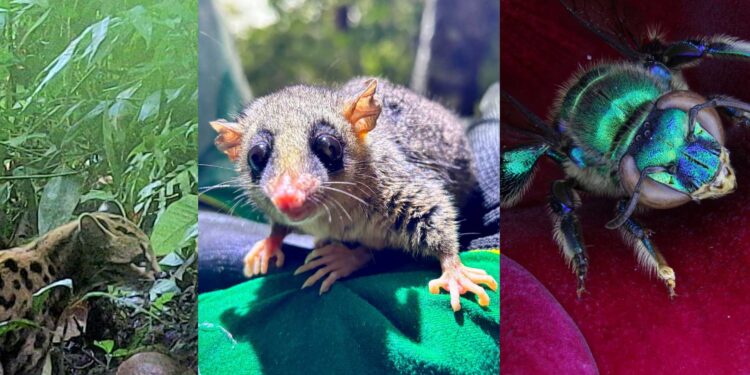 Programa de fauna da Ponte de Guaratuba já monitorou 18 mil animais, incluindo espécies raras