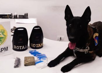 Suspeita de envolvimento com o tráfico de drogas é presa pela PM no Nilson Neves; cão farejador encontrou o entorpecente