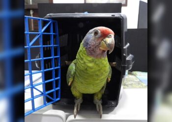 Papagaio-de-cara-roxa é resgatado após ação conjunta realizada em Guaratuba 