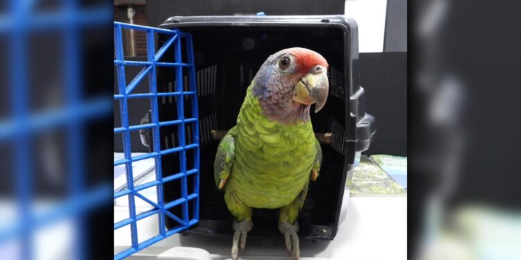 Papagaio-de-cara-roxa é resgatado após ação conjunta realizada em Guaratuba