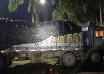 Caminhão carregado com palmito extraído de forma irregular é apreendido pelo Batalhão Força Verde em Morretes; motorista foi multado em R$ 1,7 milhão