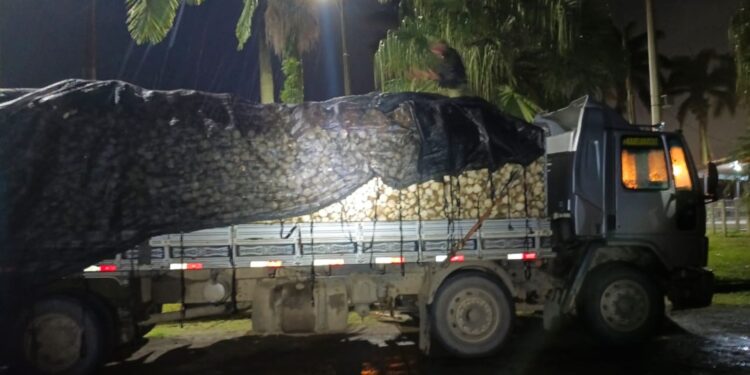 Caminhão carregado com palmito extraído de forma irregular é apreendido pelo Batalhão Força Verde em Morretes; motorista foi multado em R$ 1,7 milhão