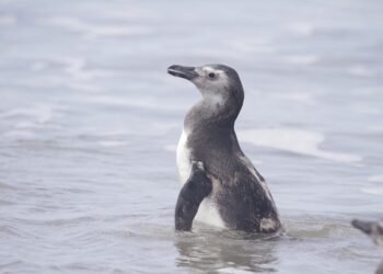 Com a chegada do inverno, Litoral do Paraná registra aumento nos encalhes de pinguins-de-Magalhães; mais de 30 em uma semana