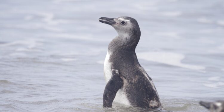 Com a chegada do inverno, Litoral do Paraná registra aumento nos encalhes de pinguins-de-Magalhães; mais de 30 em uma semana