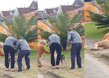 ATO DE BRAVURA: Bombeiro de folga salva mulher atacada por pitbull em Guaratuba