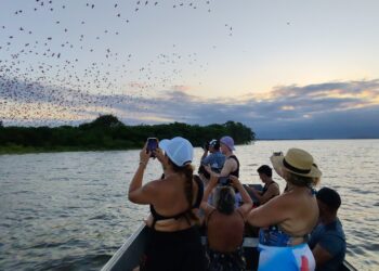 Guaratuba celebra o Dia do Guará com revoadas, história e educação ambiental