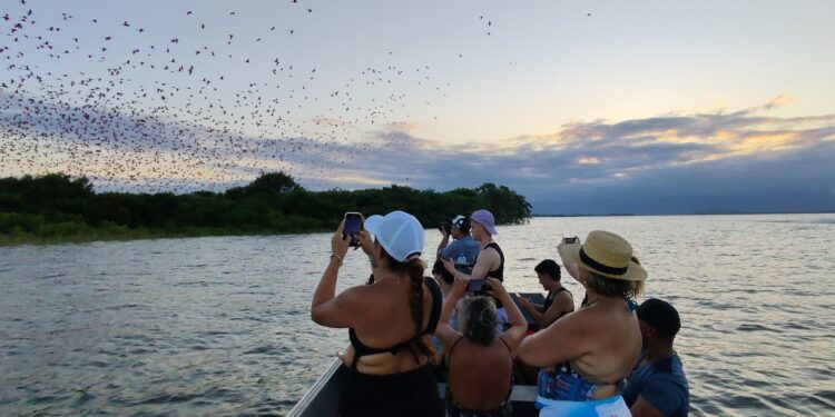 Guaratuba celebra o Dia do Guará com revoadas, história e educação ambiental