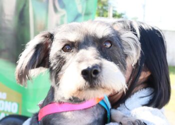 Fotos: PMPPR / Clovis Santos