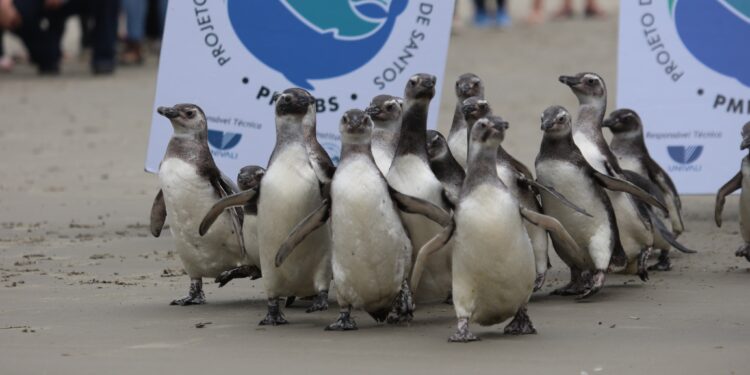 Foto: PMPPR/ Clovis Santos