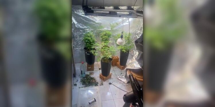PM apreende maconha e cocaína dentro de uma casa em Matinhos; uma estufa caseira foi encontrada no banheiro do imóvel