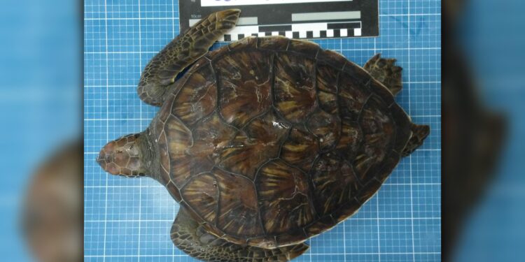 Foto: Laboratório de Ecologia e Conservação UFPR