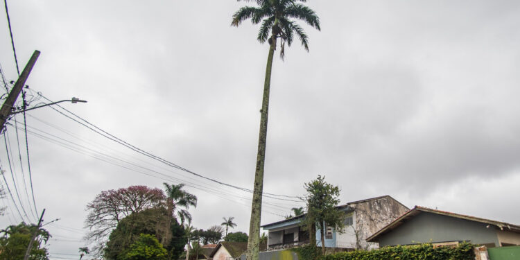 Fotos: Moysés Zanardo