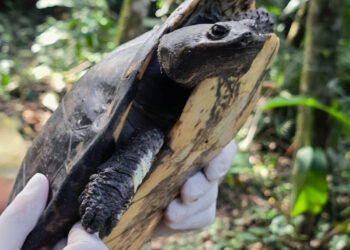 Foto: Rafael Galvão/IAT_PR