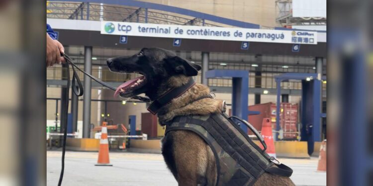 Foto: Divulgação/ TCP